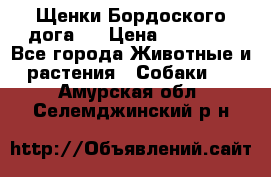 Щенки Бордоского дога.  › Цена ­ 30 000 - Все города Животные и растения » Собаки   . Амурская обл.,Селемджинский р-н